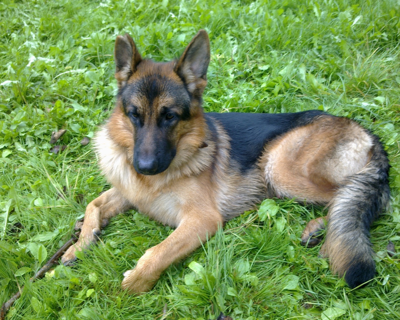 German Shepherd resting on the grass