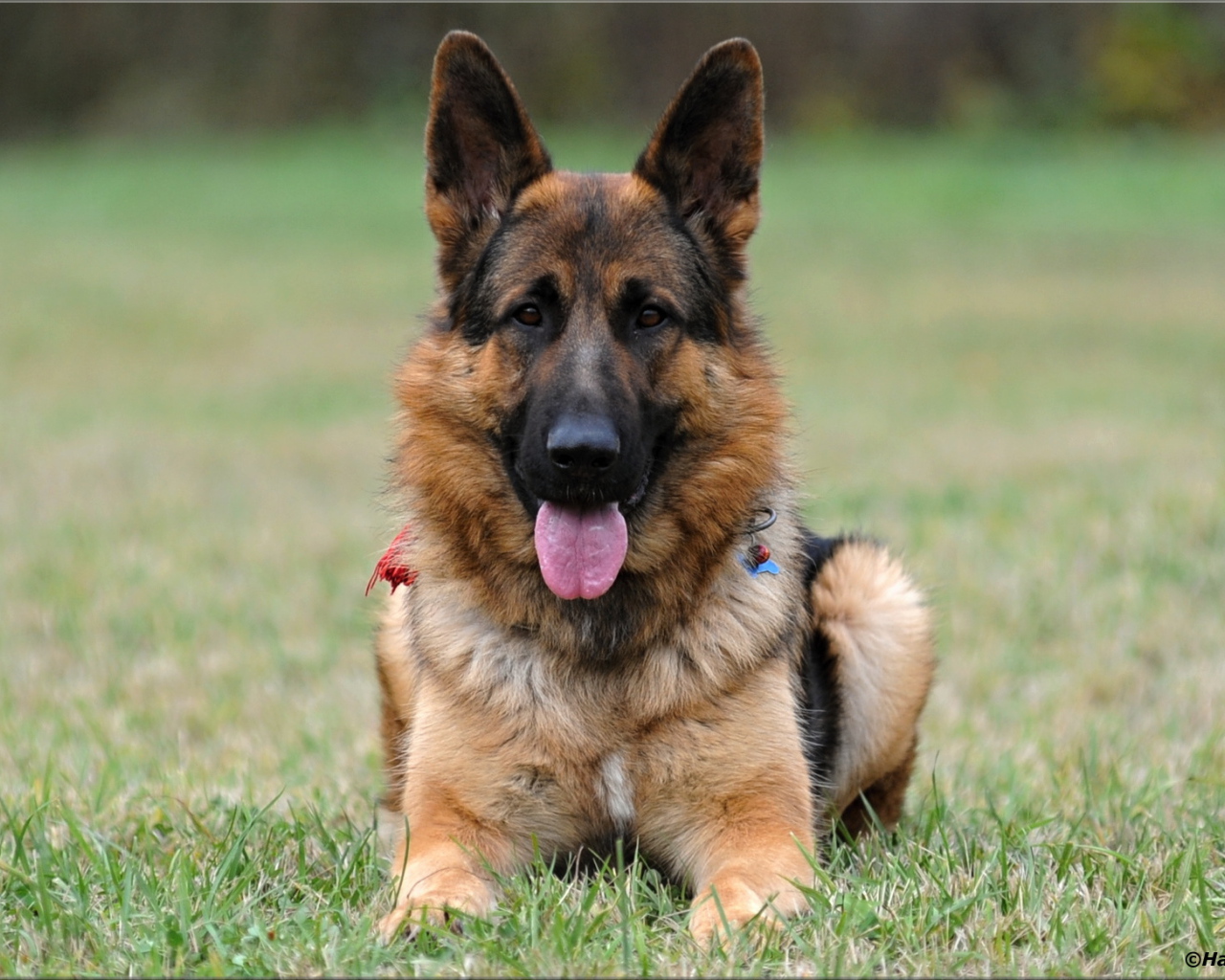 Немецкая овчарка навострила уши