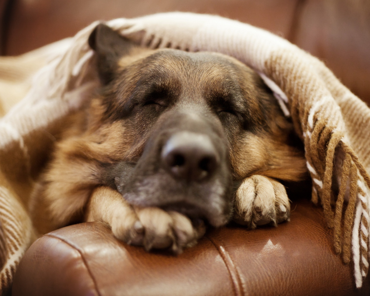 Немецкая овчарка спит