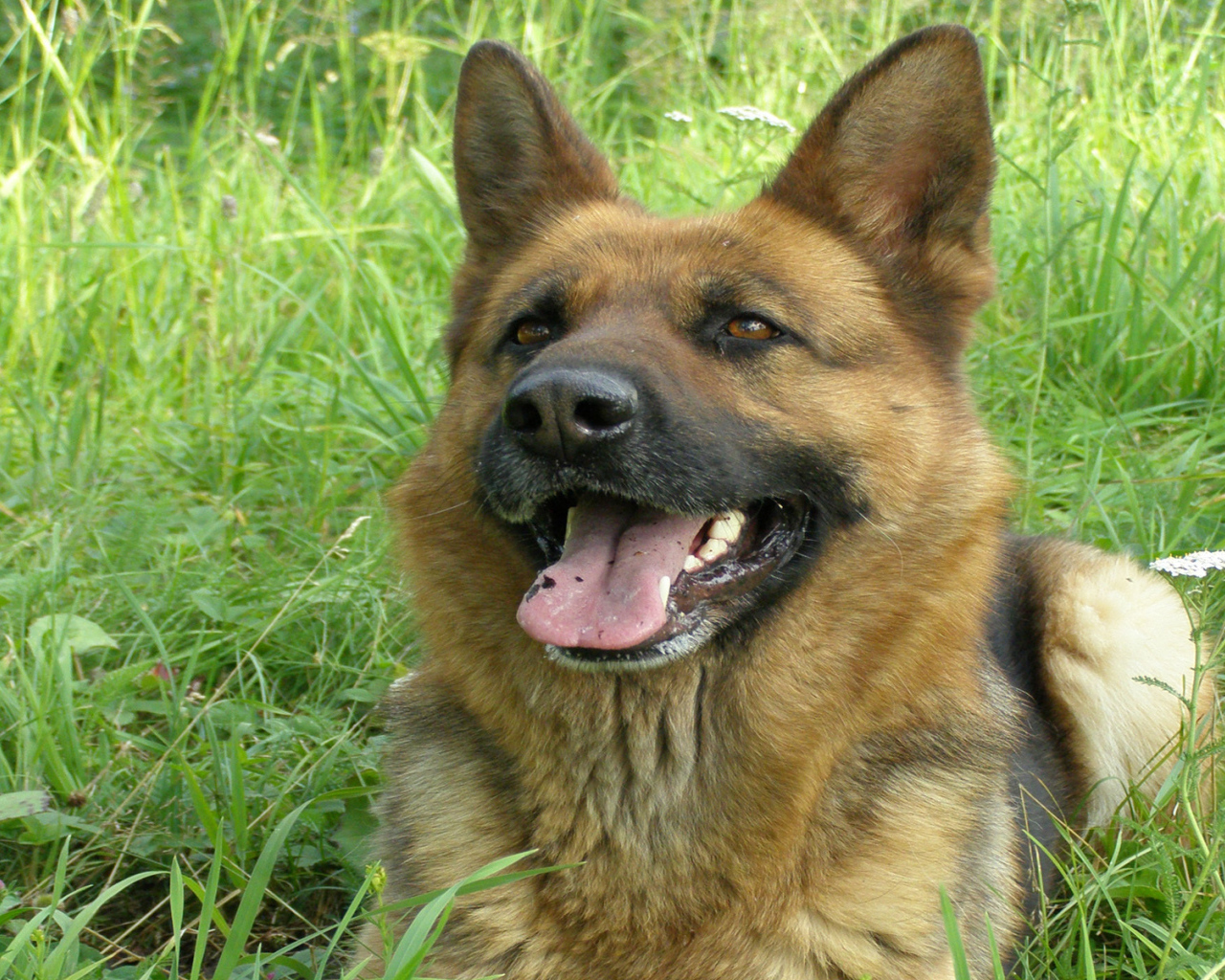 Немецкая овчарка улыбается