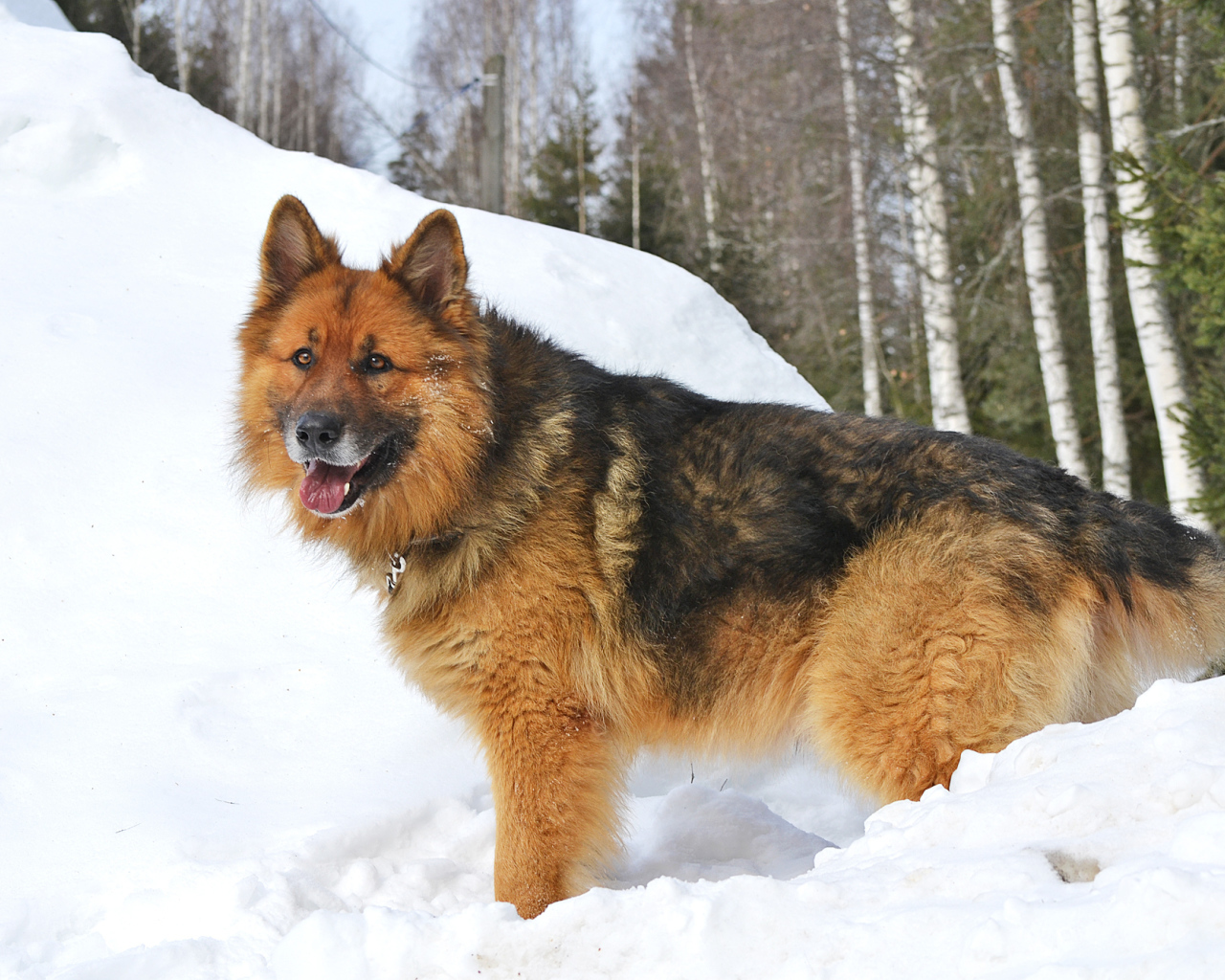 Немецкая овчарка стоит в сугробе