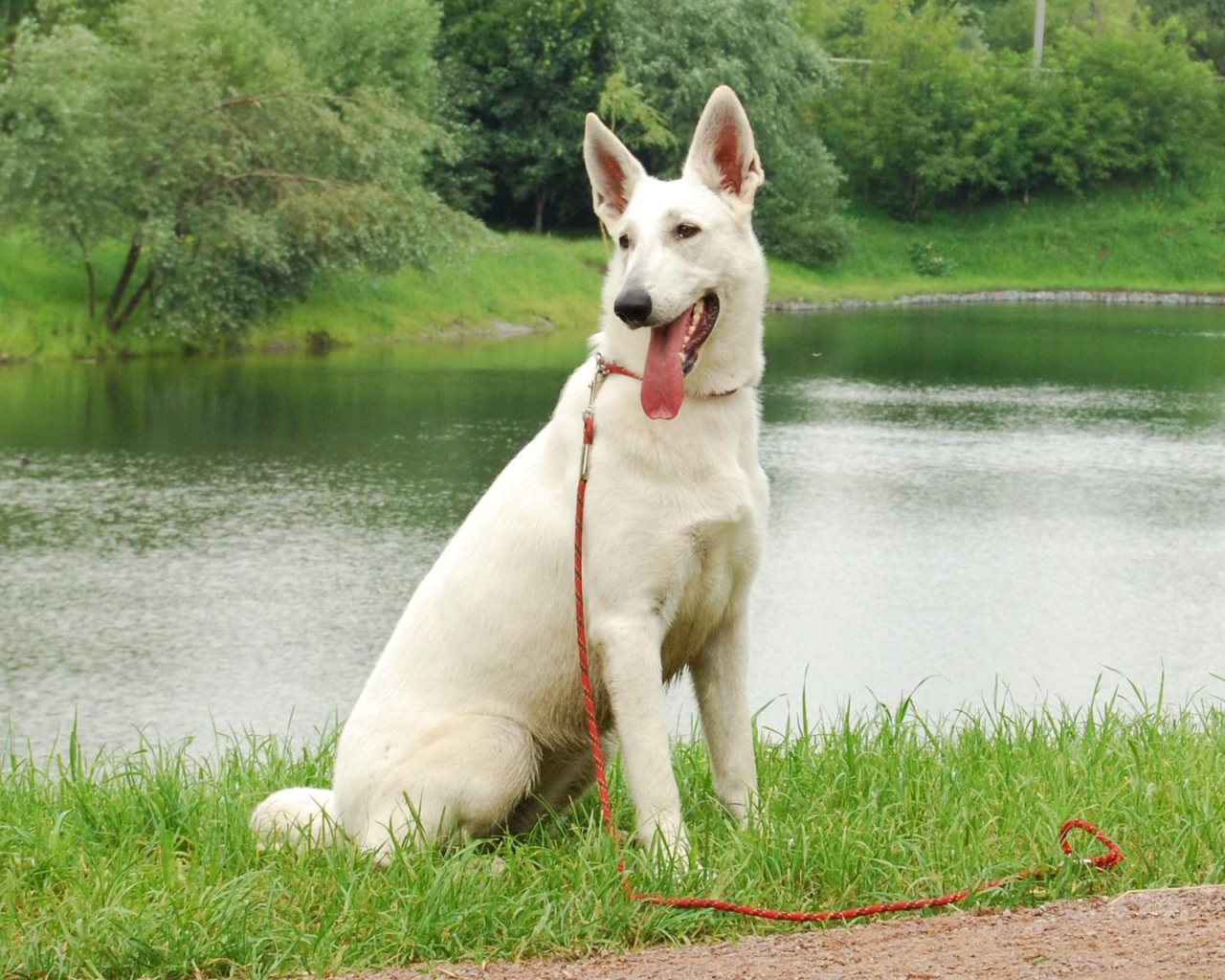 Немецкая овчарка белого цвета