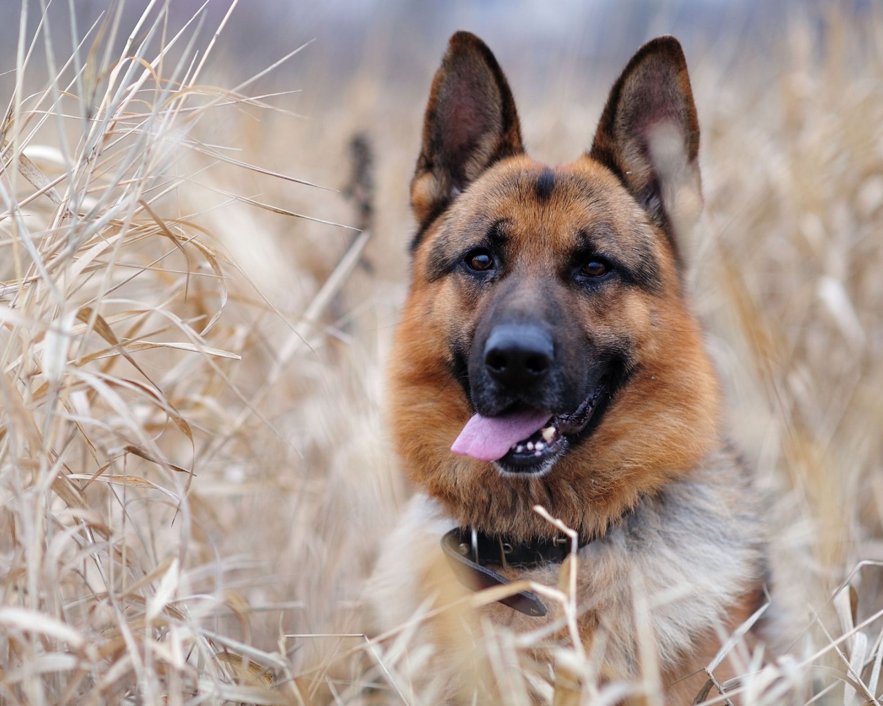 German shepherd dog in the bush