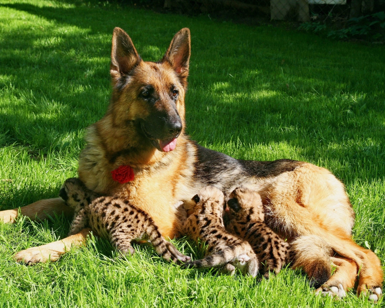 Немецкая овчарка кормит детей леопарда