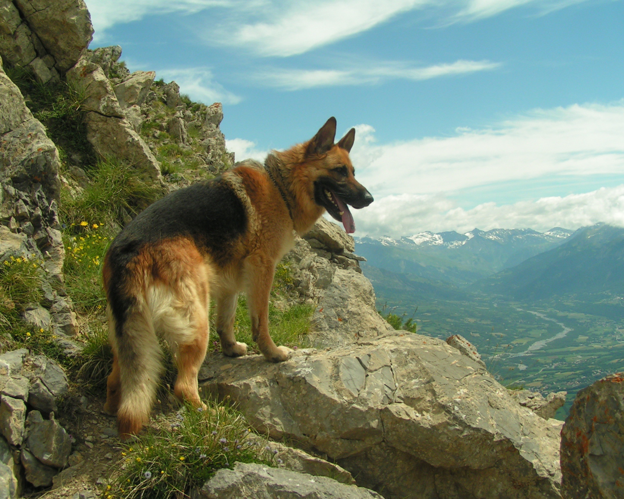 Немецкая овчарка в горах