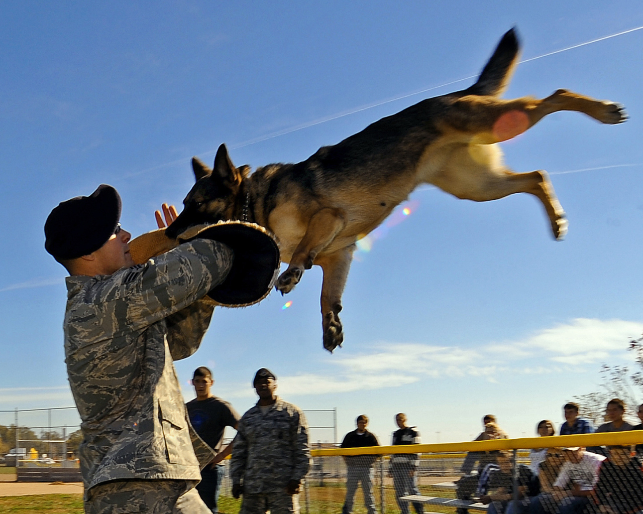 Немецкая овчарка на службе