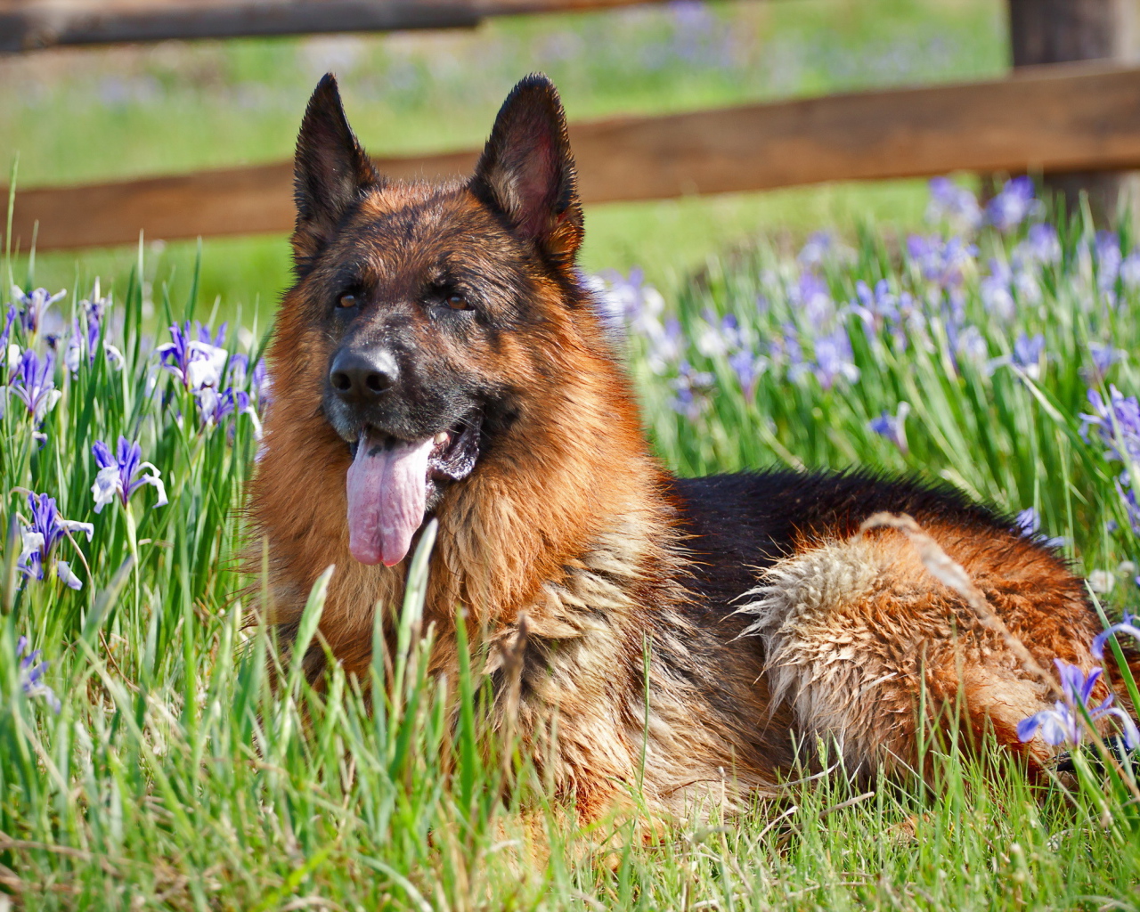 Немецкая овчарка лежит в цветах