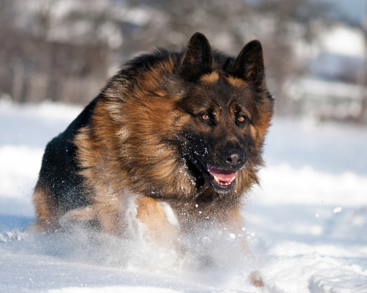 Немецкая овчарка бежит в снегу