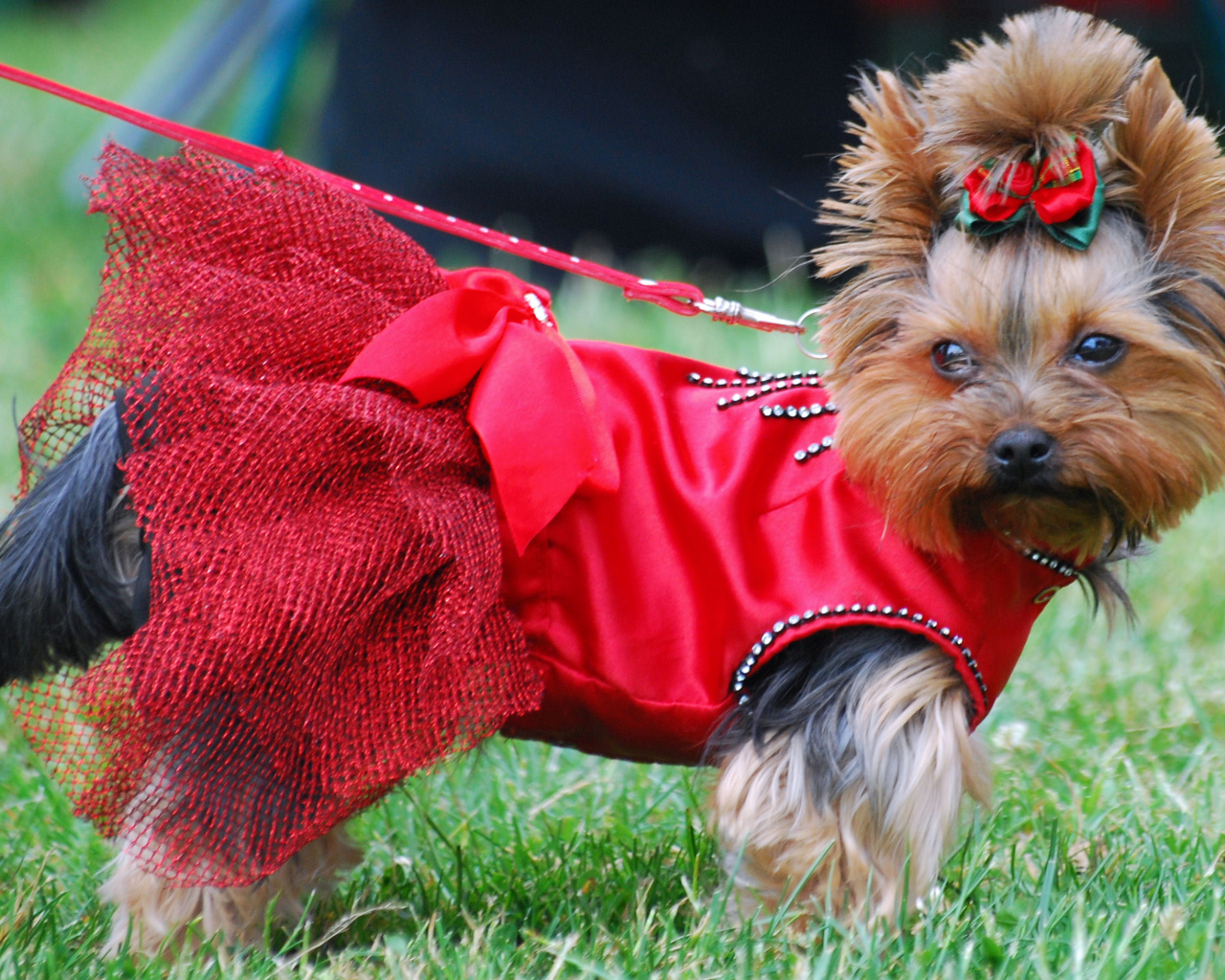 Девочка йоркширский терьер