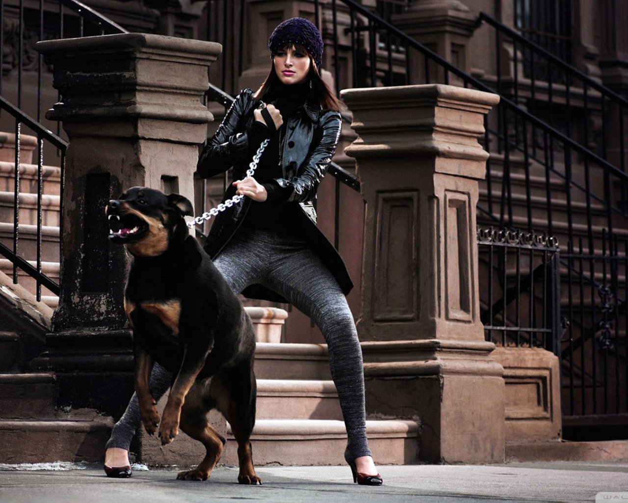 Девушка держит ротвейлера