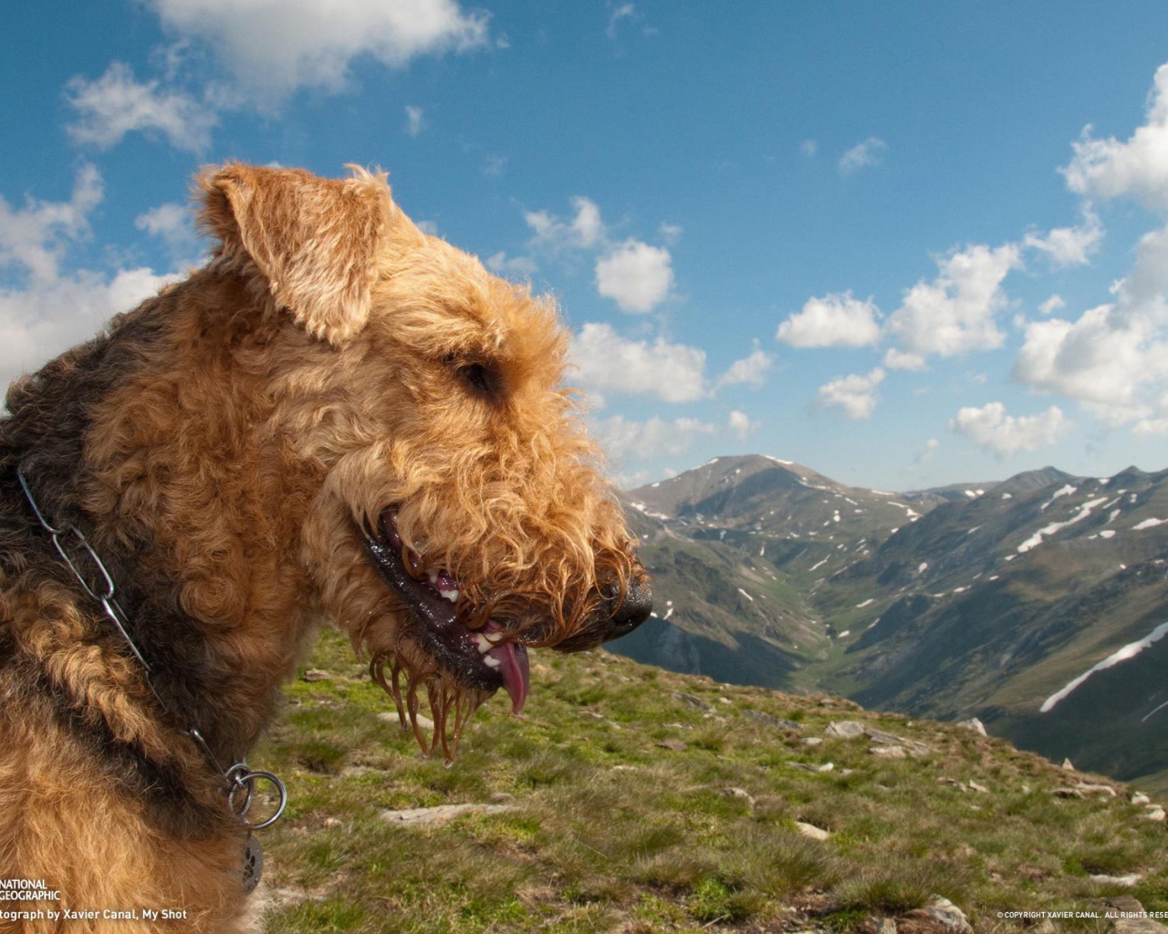 Довольный эрдельтерьер в горах