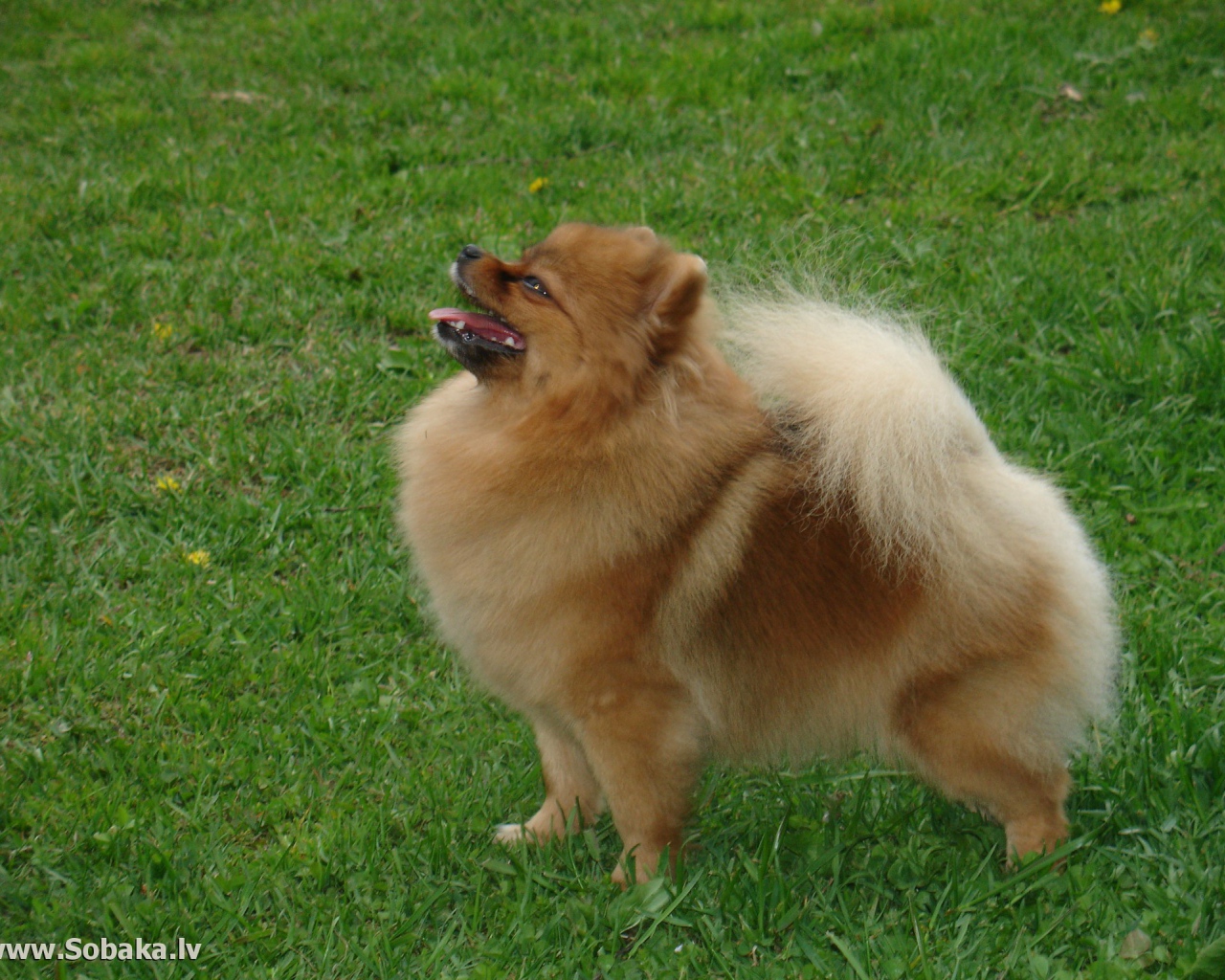 Довольный шпиц на газоне