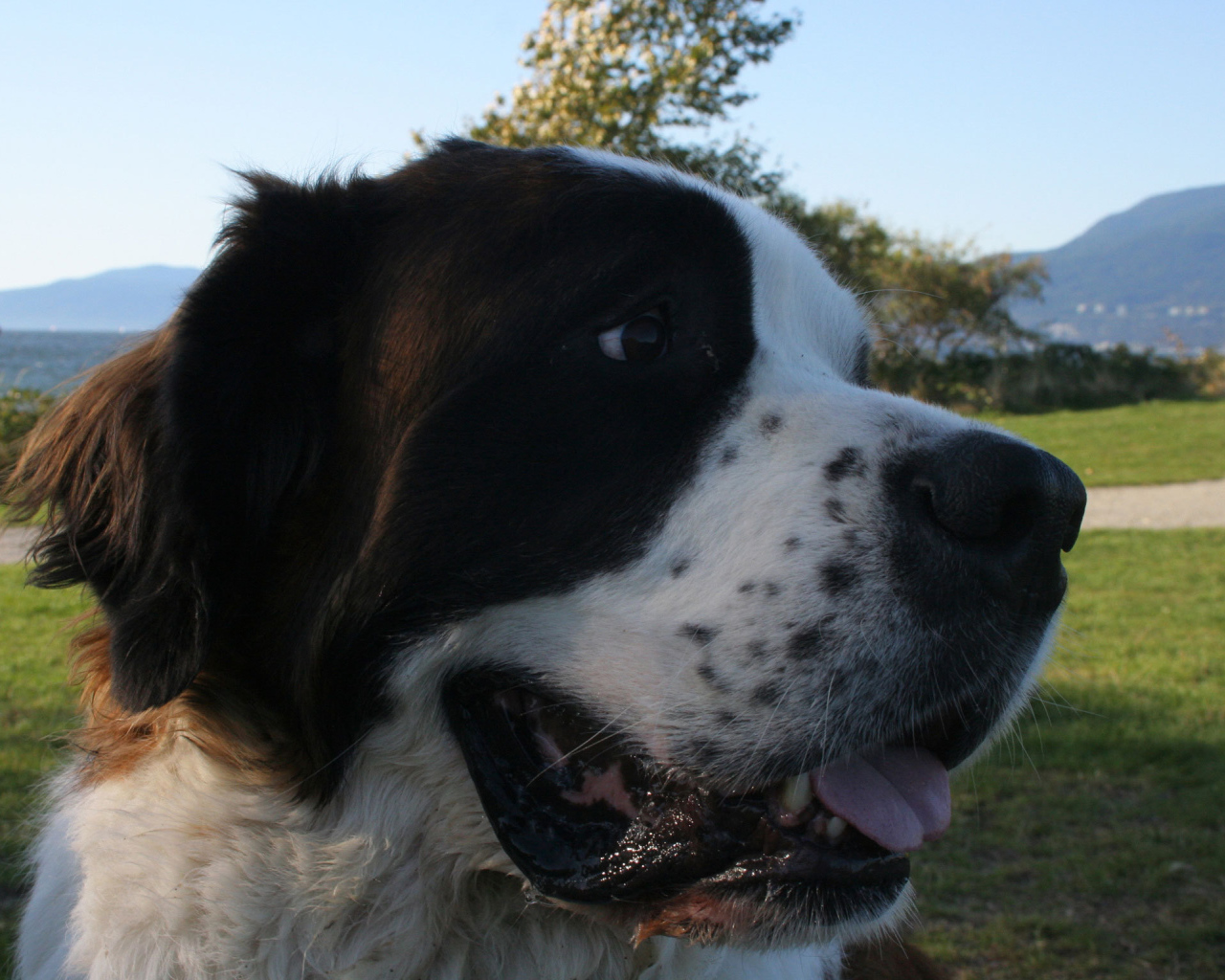 Довольный пес сенбернар