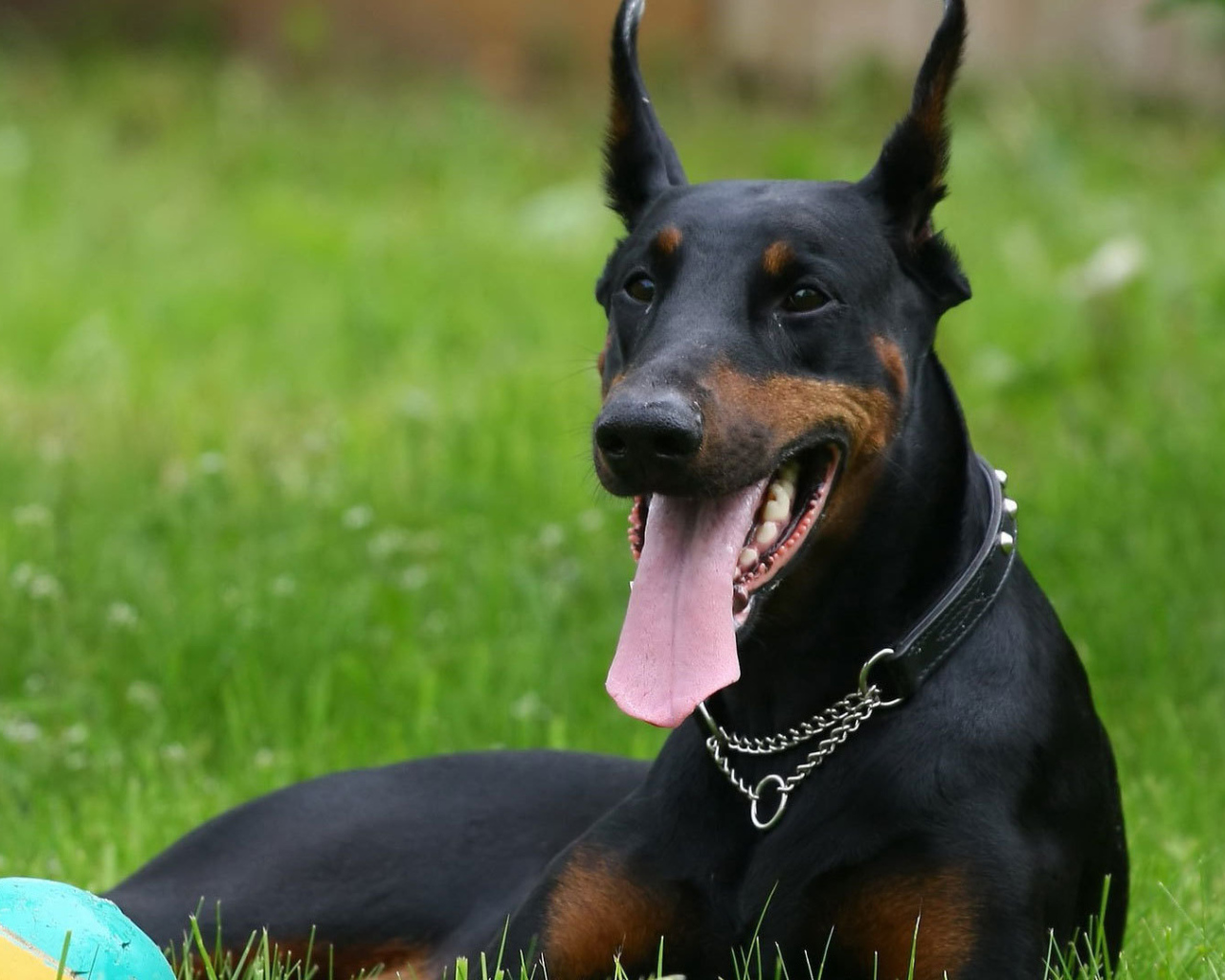 Довольный доберман с мячом
