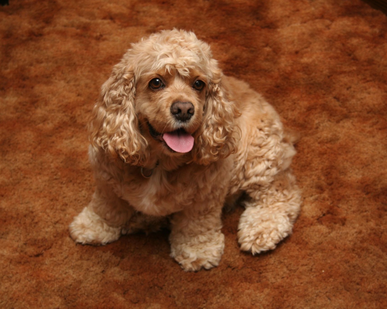 Золотой американский кокер спаниель