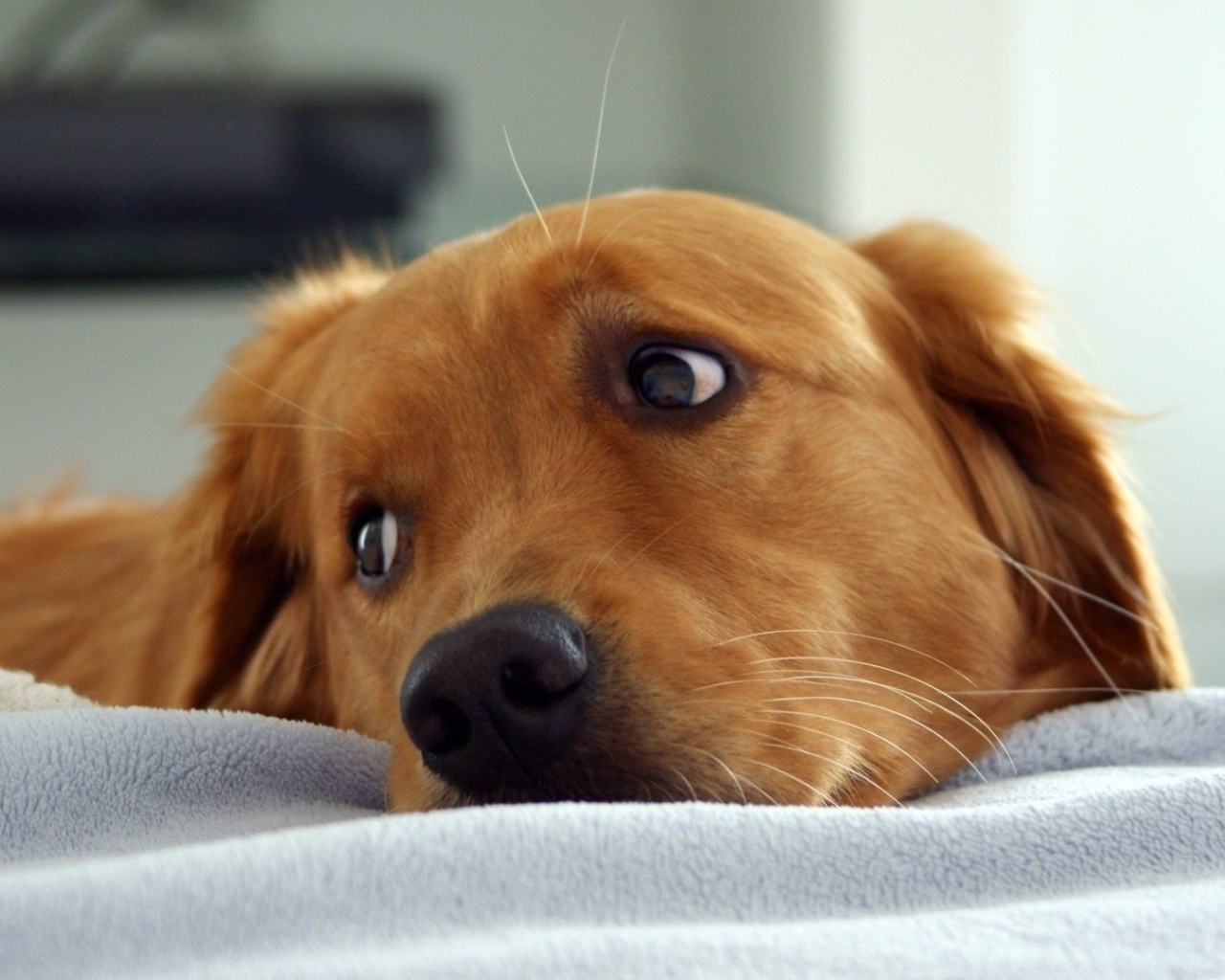 Золотой ретривер в кровати