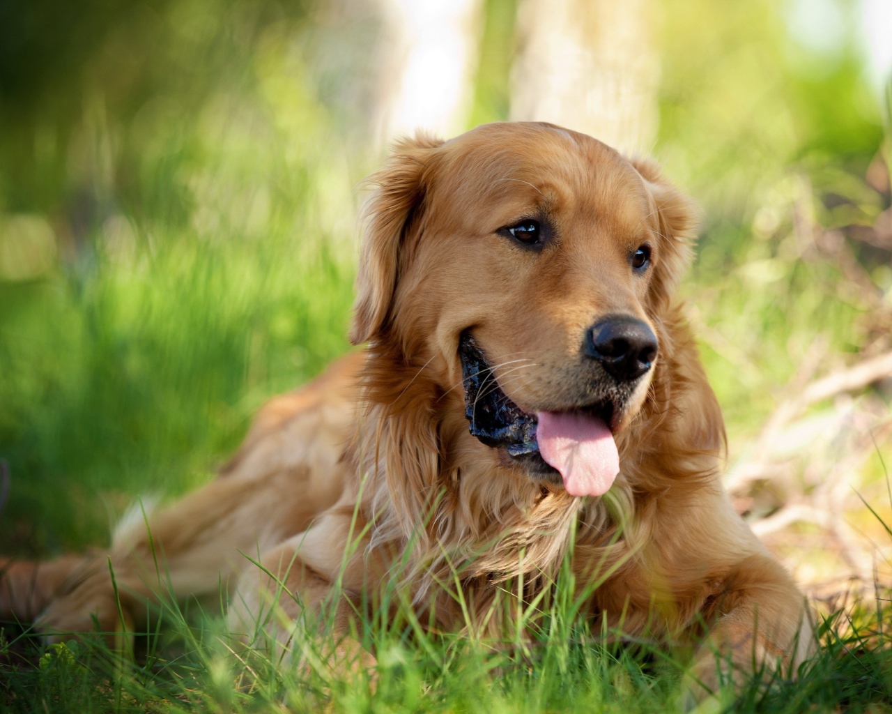 Золотой ретривер в парке