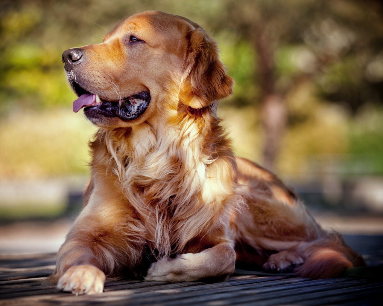 Золотой ретривер отдыхает