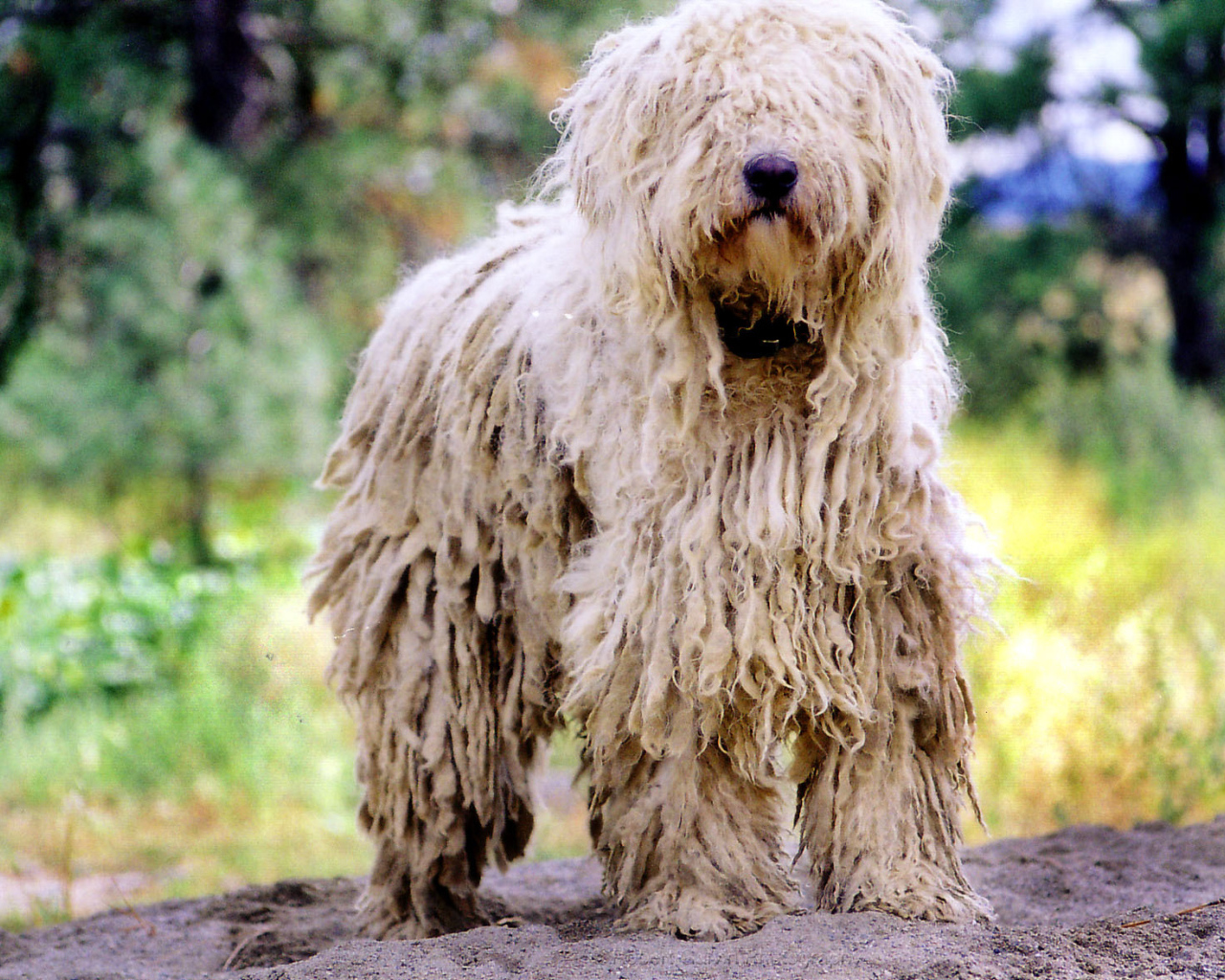 Великолепный пес комондор