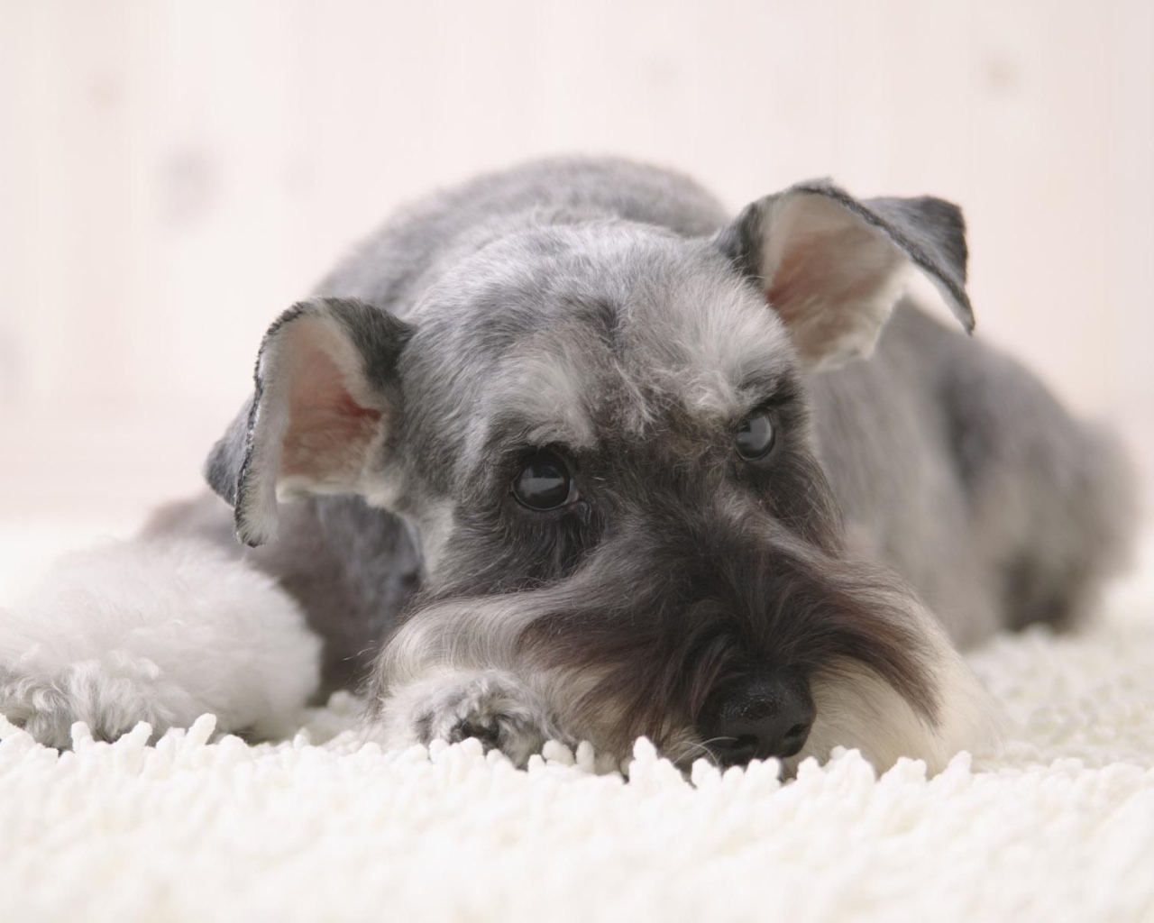 Серый шнауцер лежит на снегу