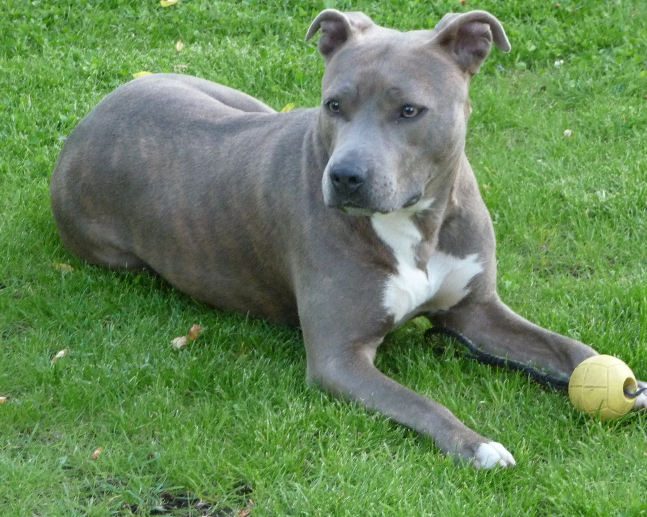 Серый американский стаффордширский терьер