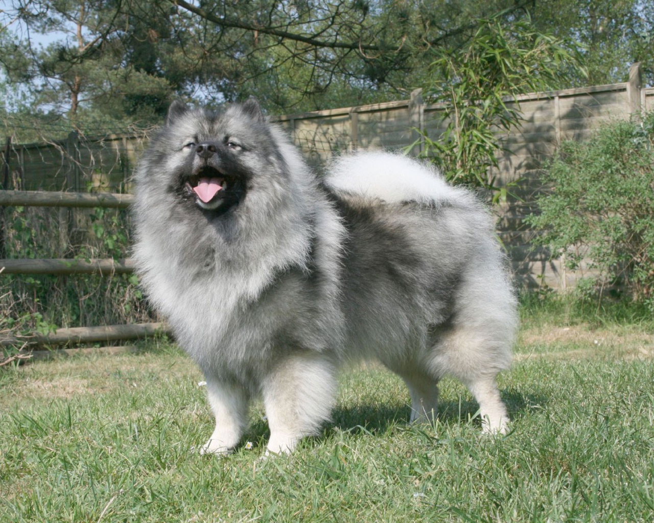 Серый японский шпиц