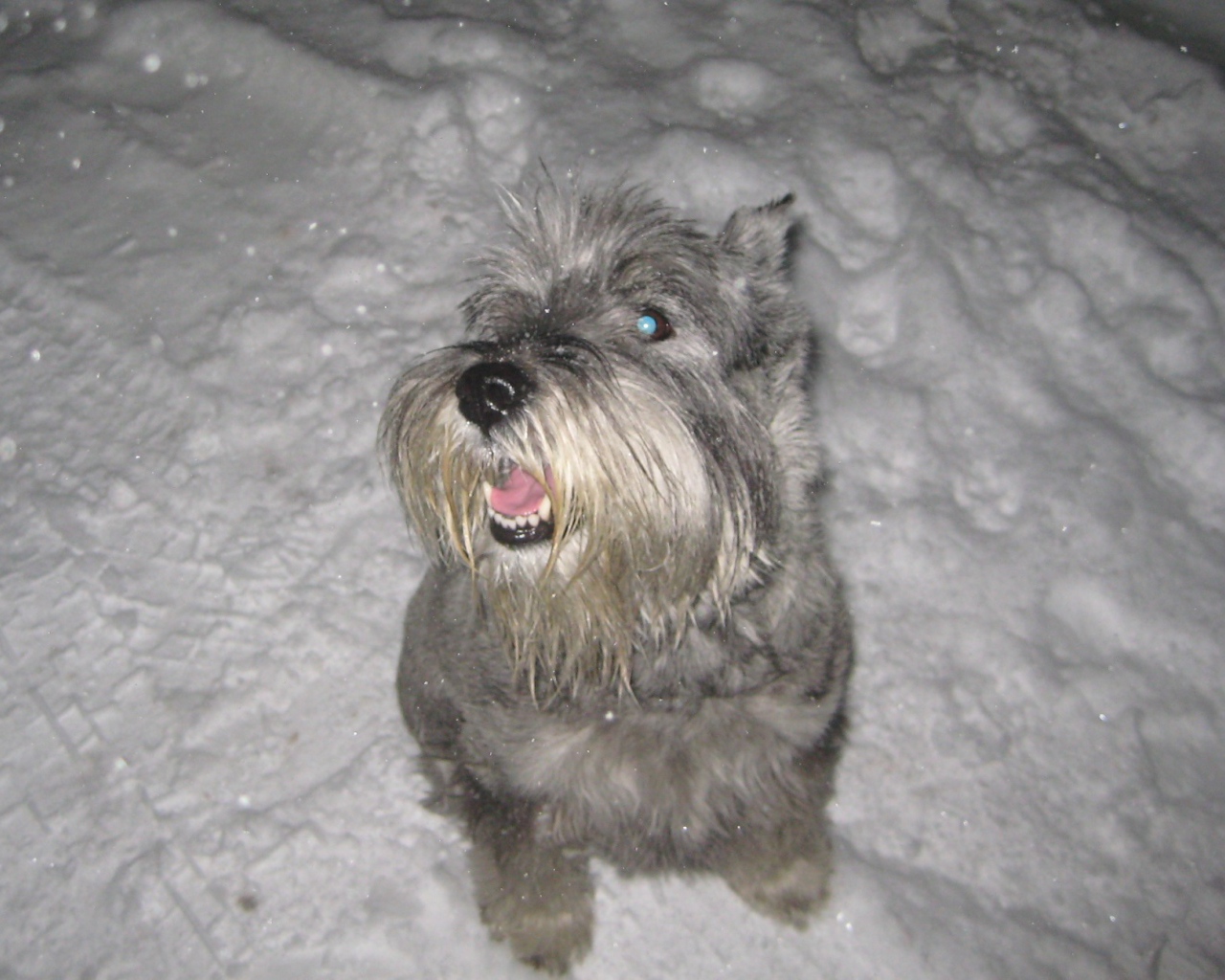 Серый шнауцер в снегу