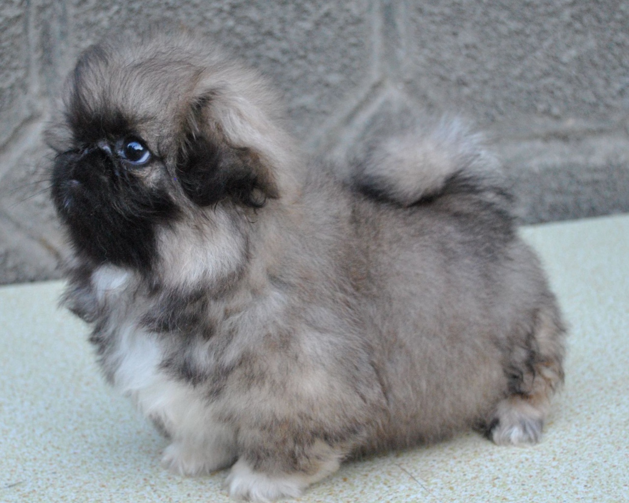 Серый маленький пекинес