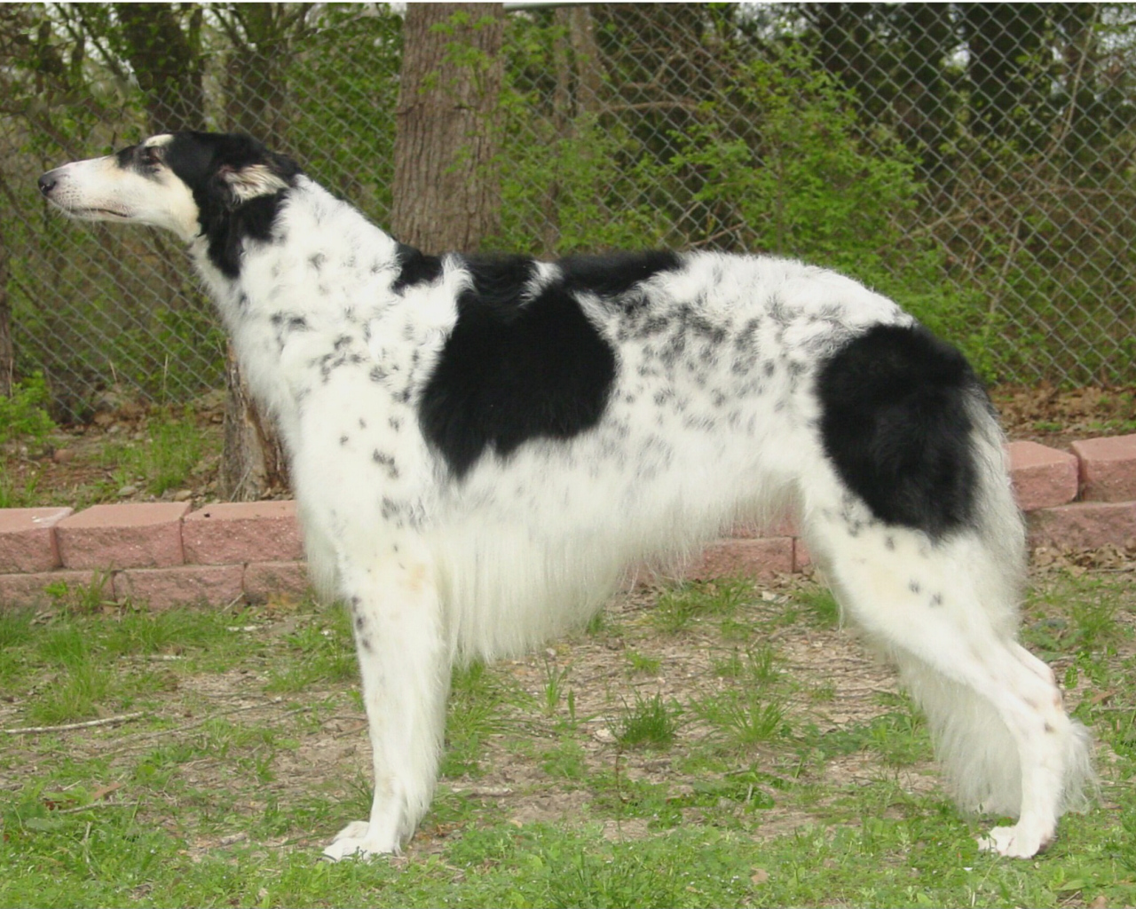 Борзая собака в вольере