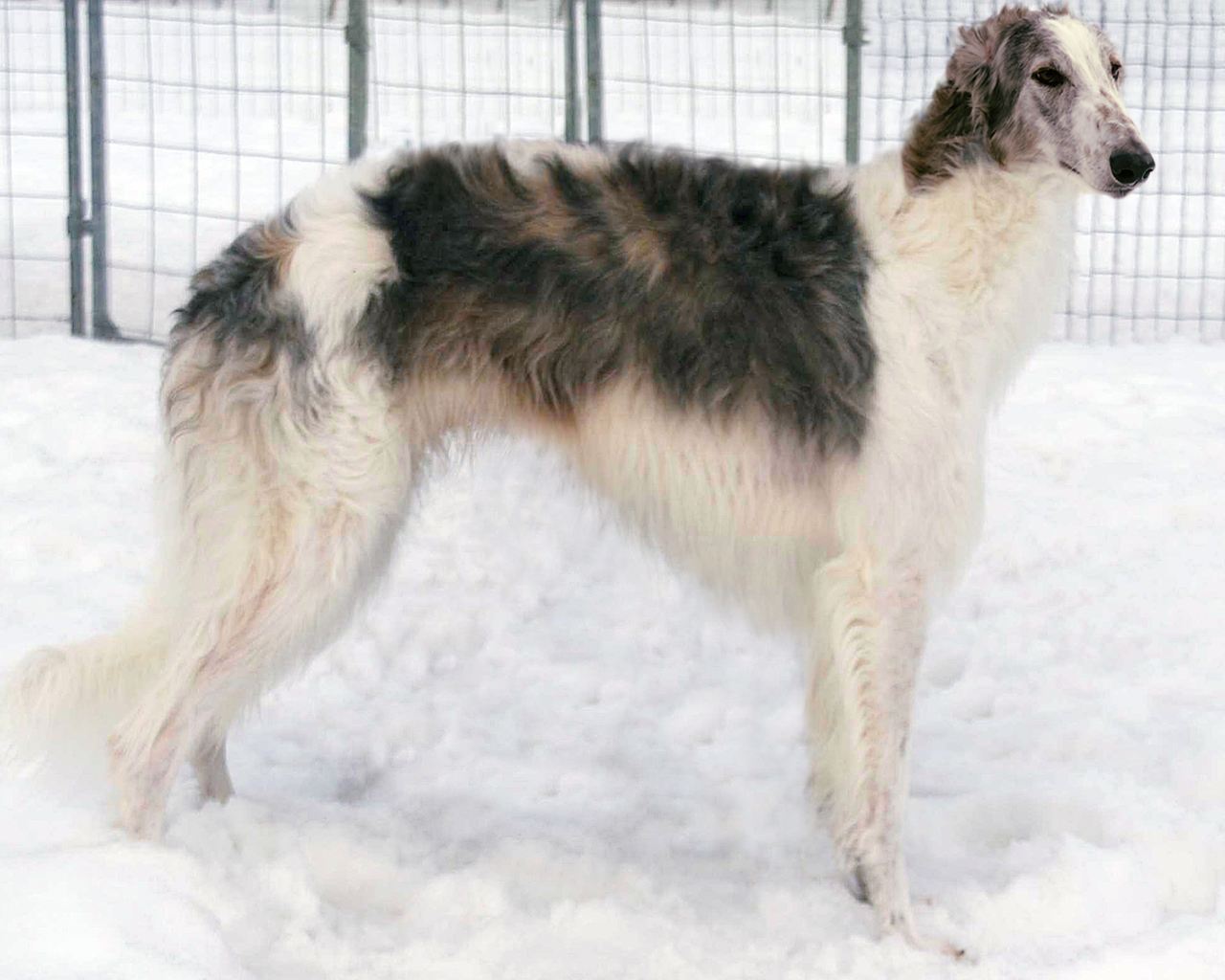 Борзая собака стоит на снегу