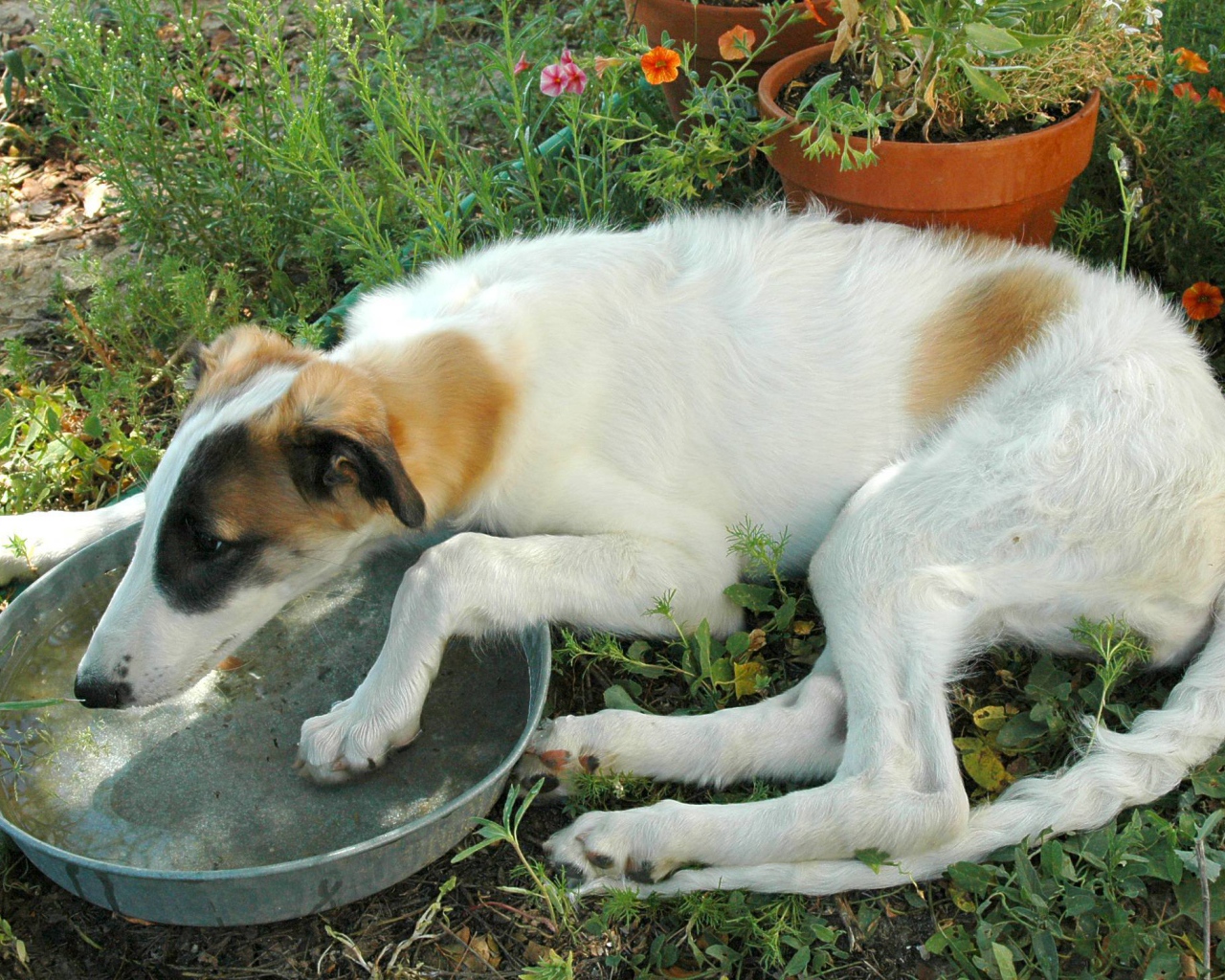 Борзая пьет воду