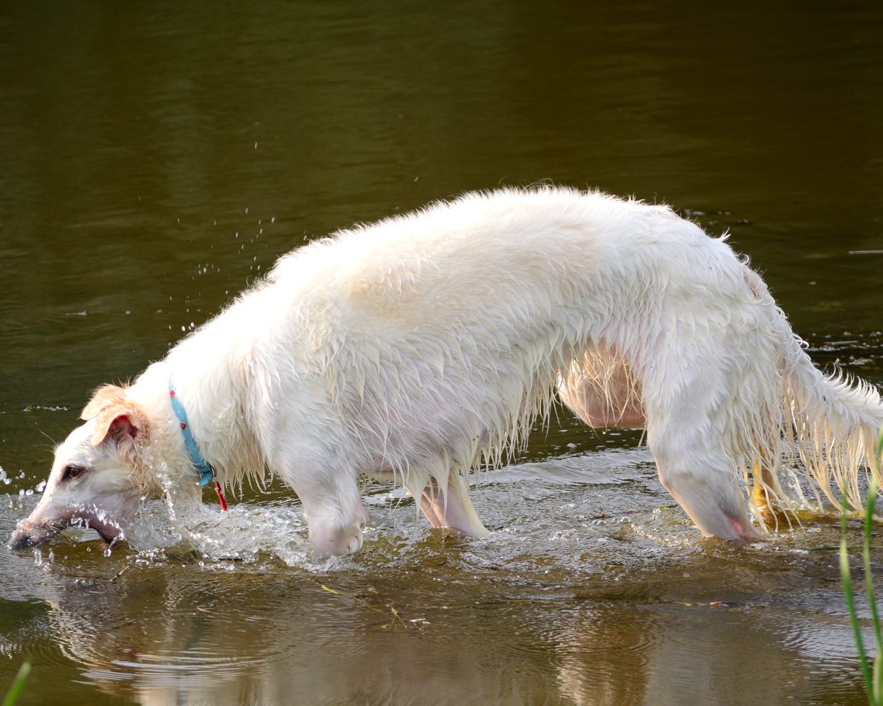 Борзая играет в воде