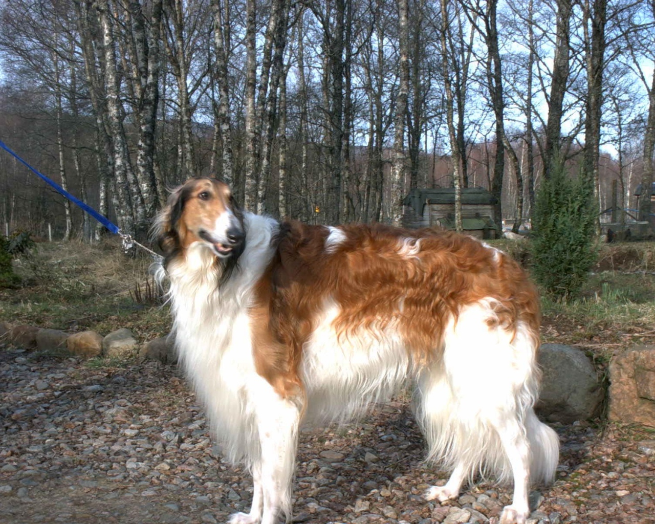 Борзая гуляет на поводке