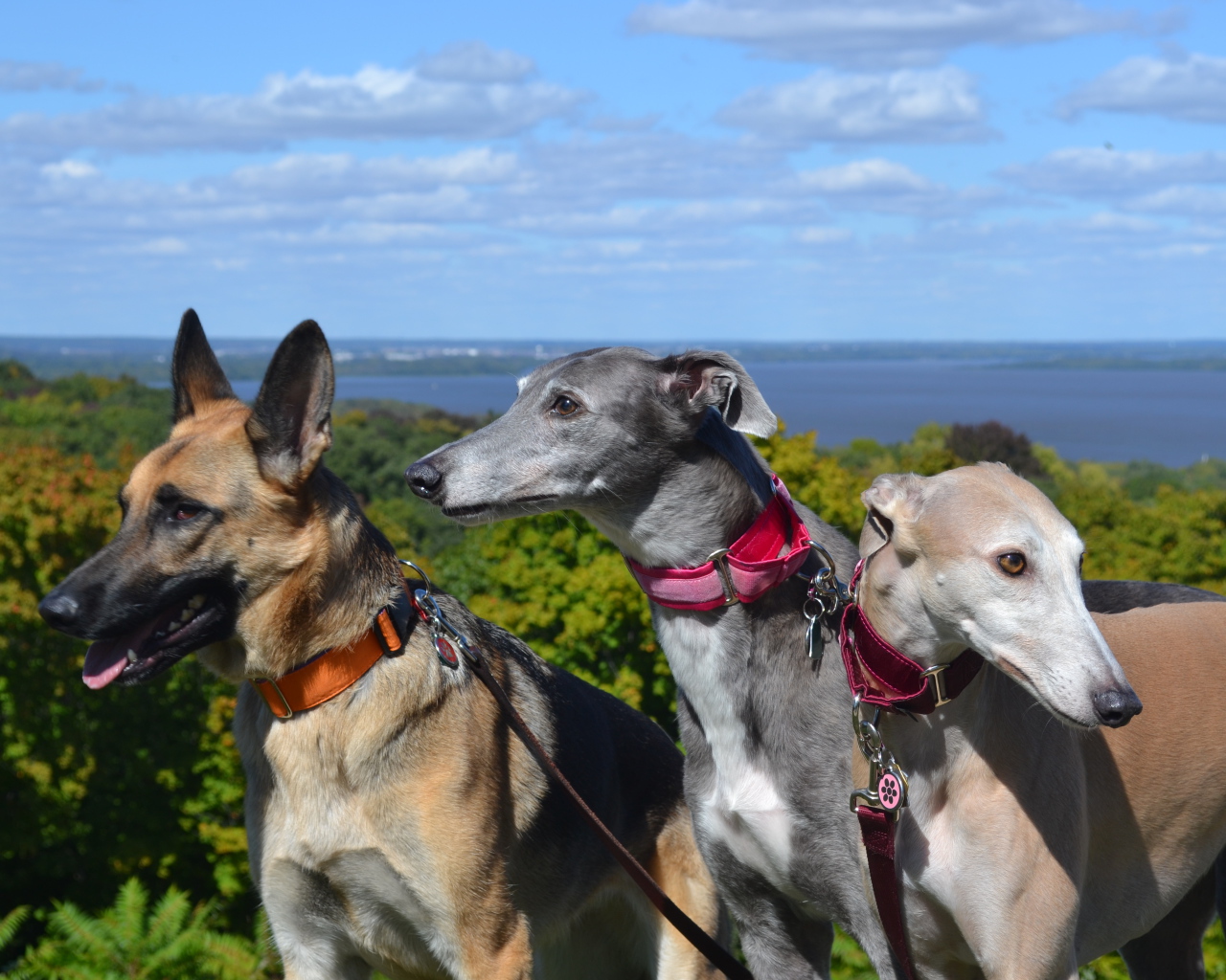 Борзые собаки с овчаркой