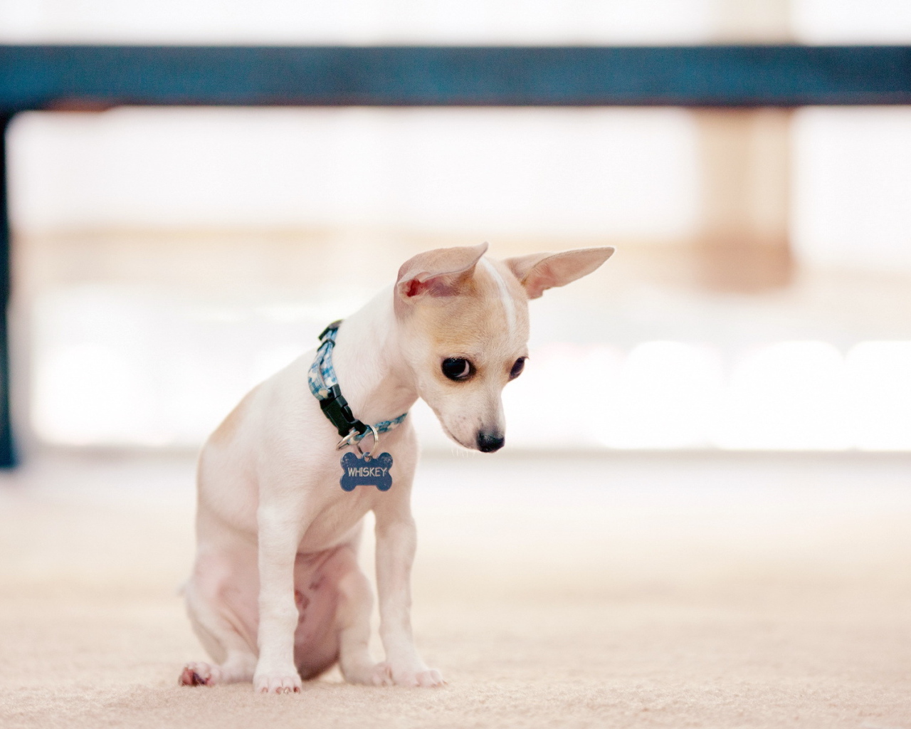 Провинившийся пес чихуахуа