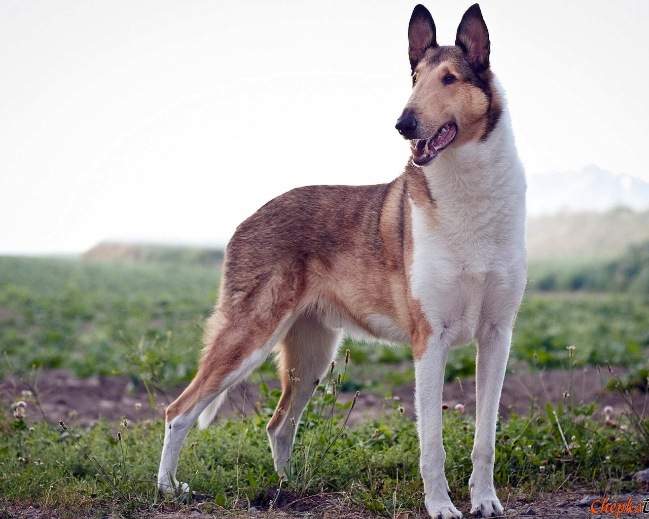 Короткошерстная собака колли