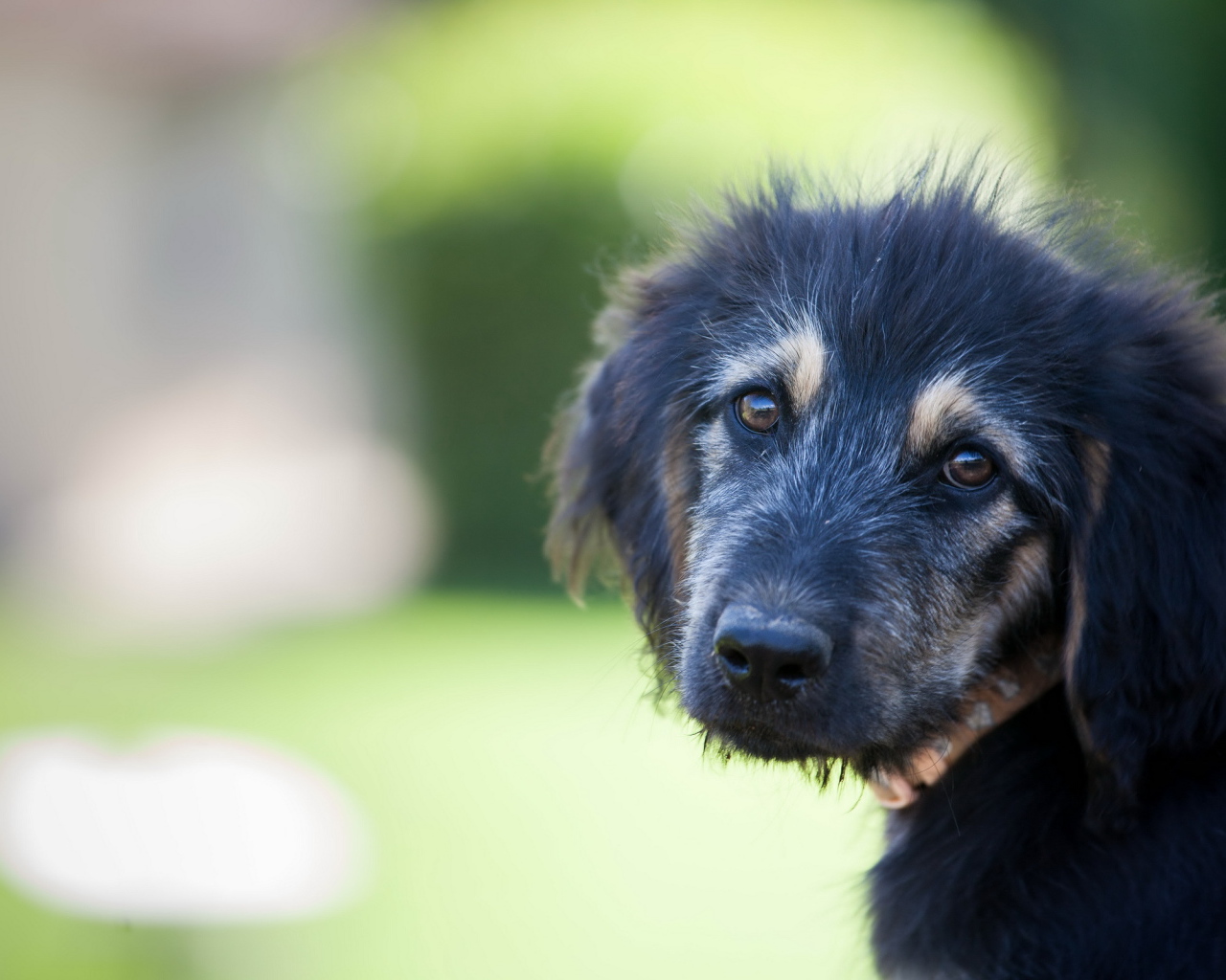 Красивый черный щенок