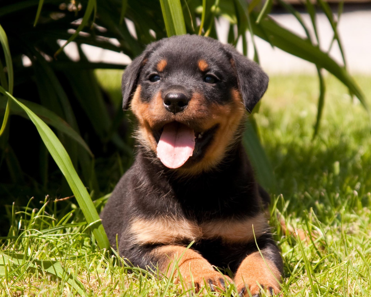 Веселый щенок ротвейлера