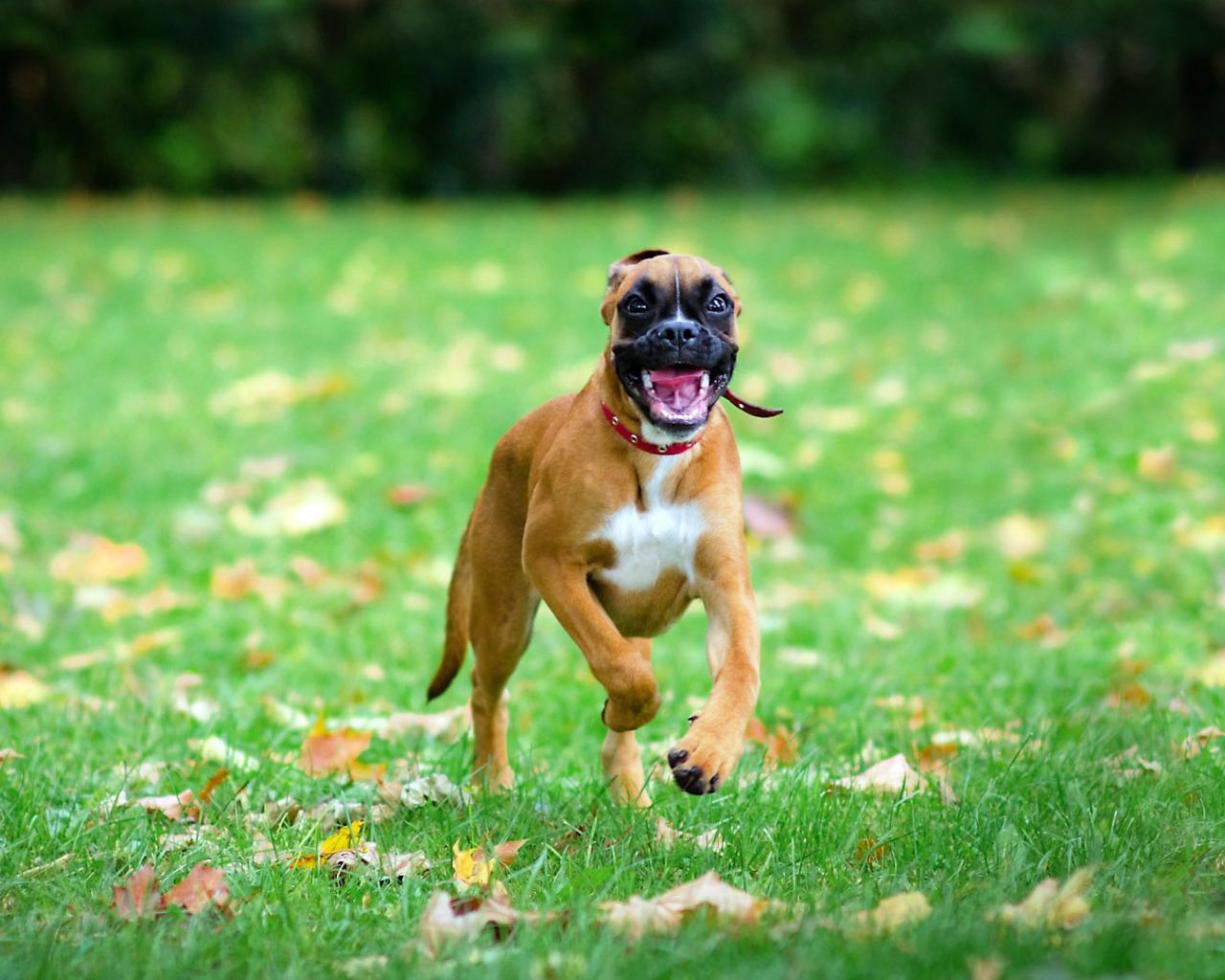 Счастливая собака бежит по траве