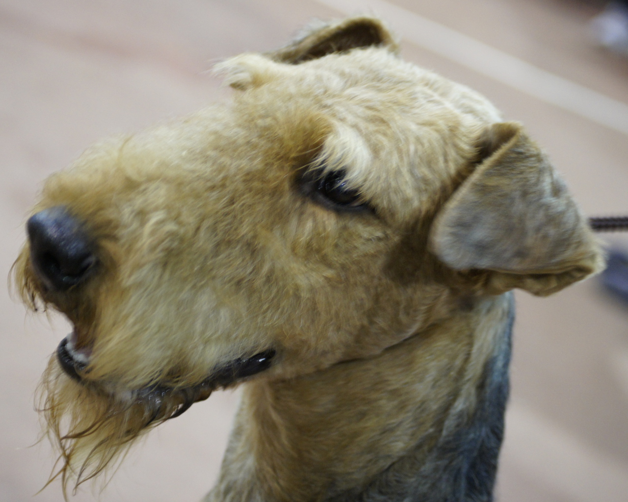 Голова коричневого эрдельтерьера