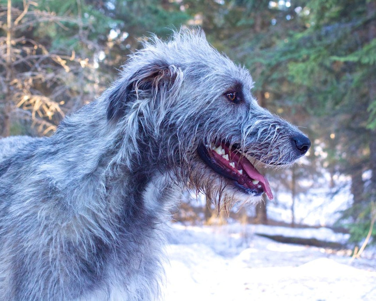 Веселый ирландский волкодав