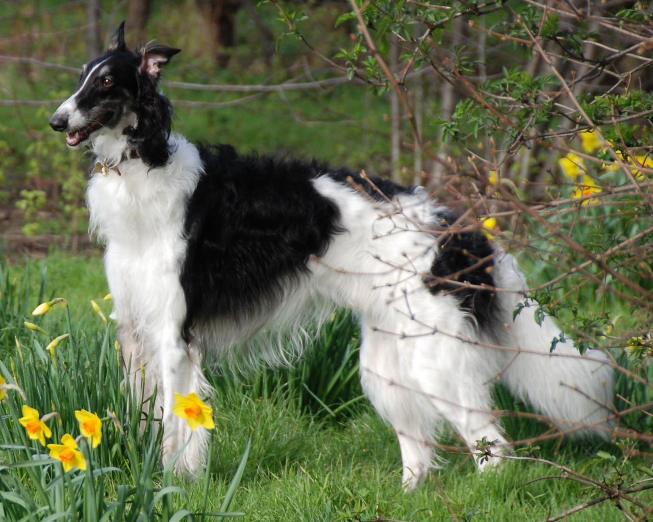Борзая среди цветов