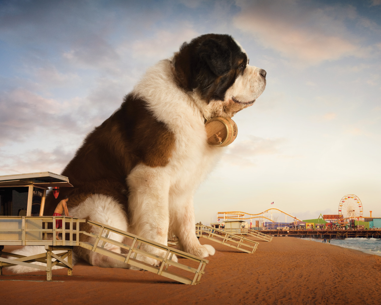 Огромный сенбернар на пляже