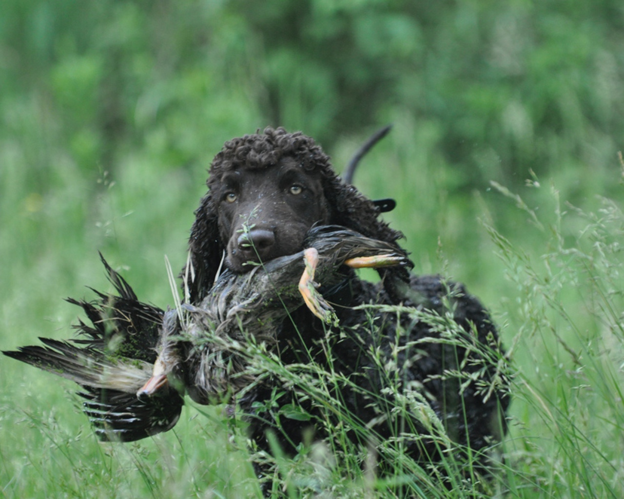 Охотник ирландский водяной спаниель