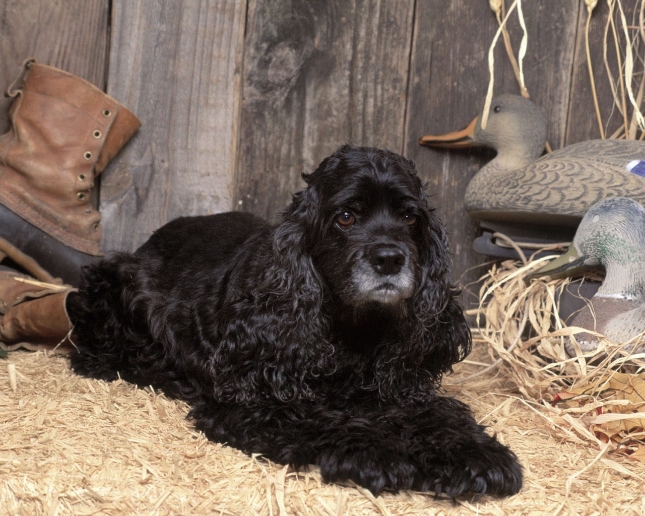 Охотничий спаниель в сарае