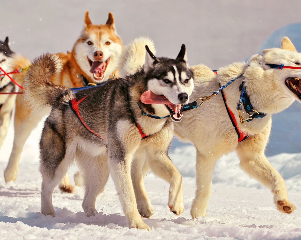 Лайки в упряжке