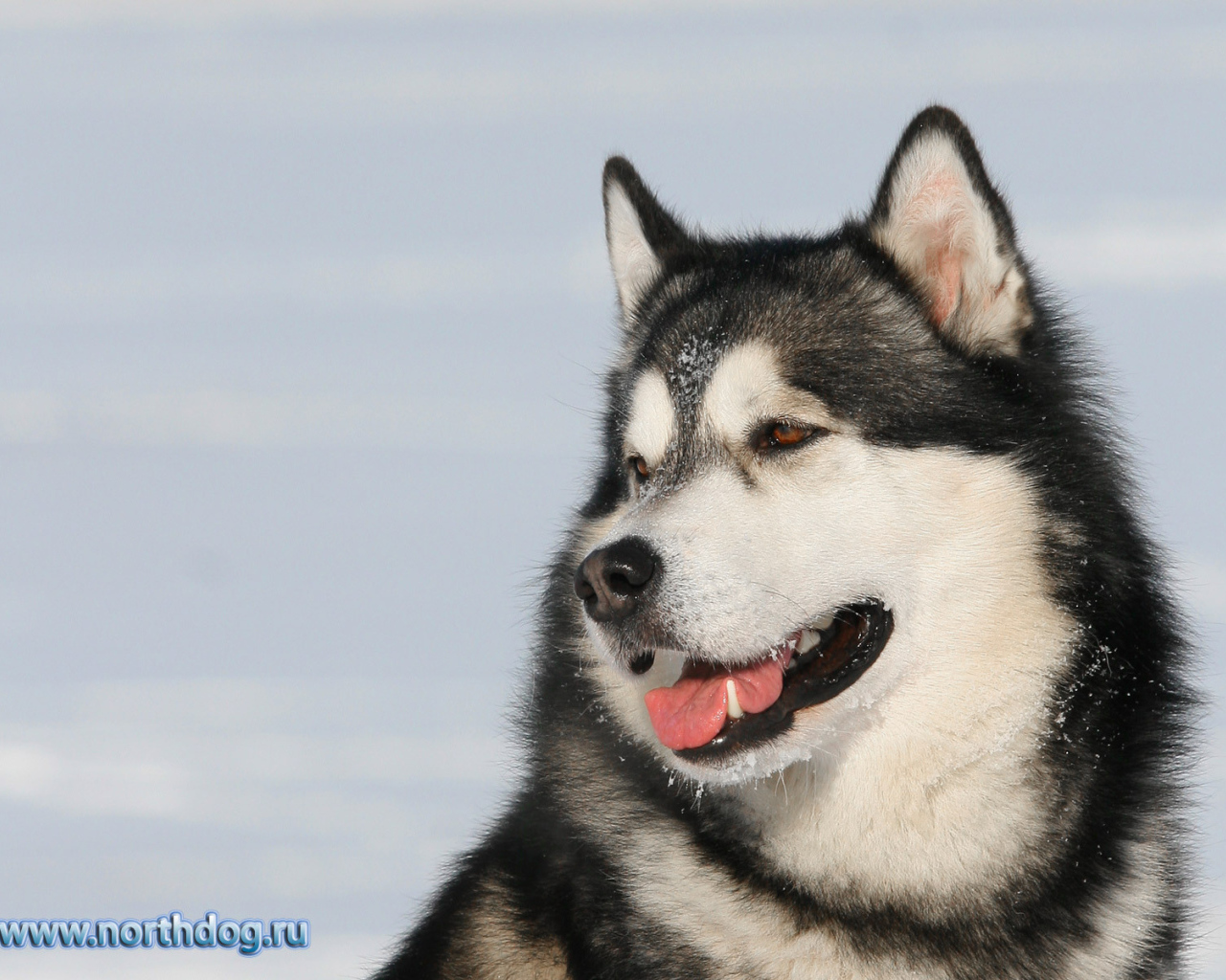 Пес лайка улыбается