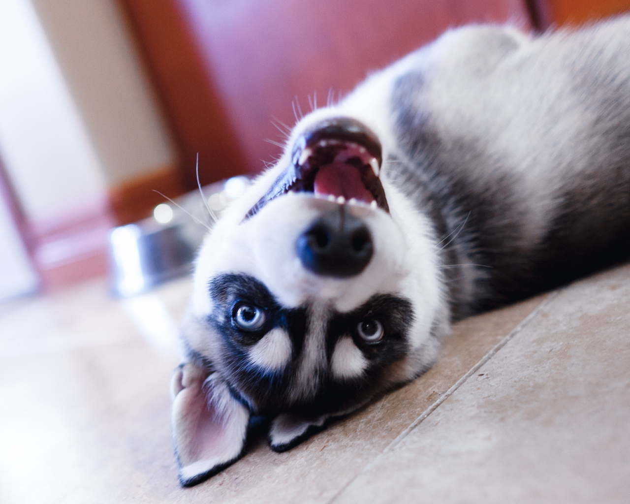 Хаски лежит на полу