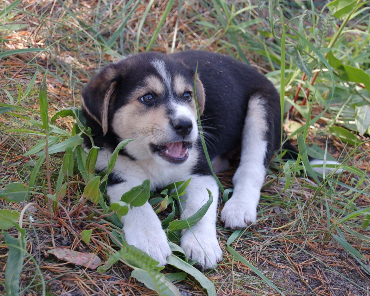 Щенок лайки в траве