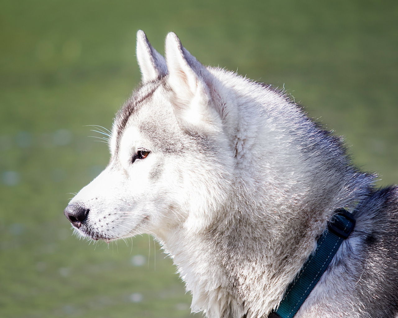 Хаски с ошейником